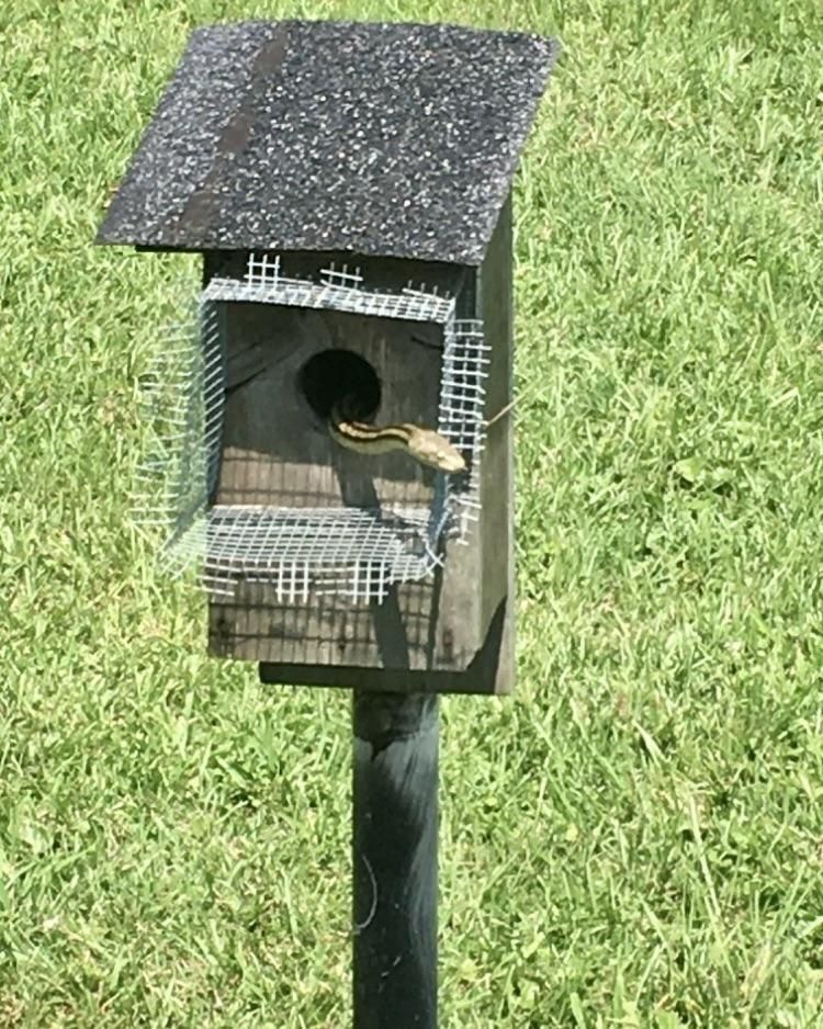 Snake Guard F Snake Predator Guard Bluebird House