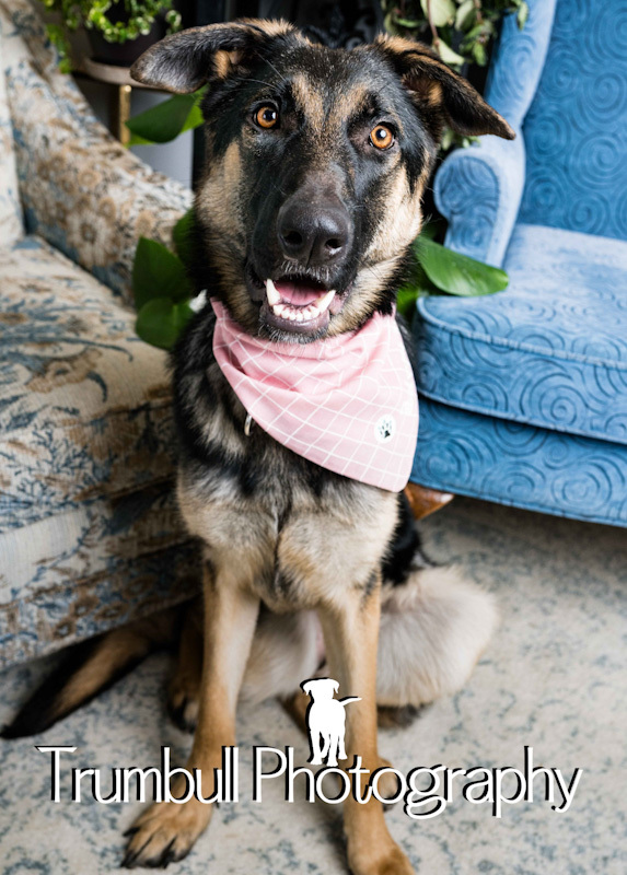Twinkle Toes - ADOPTED