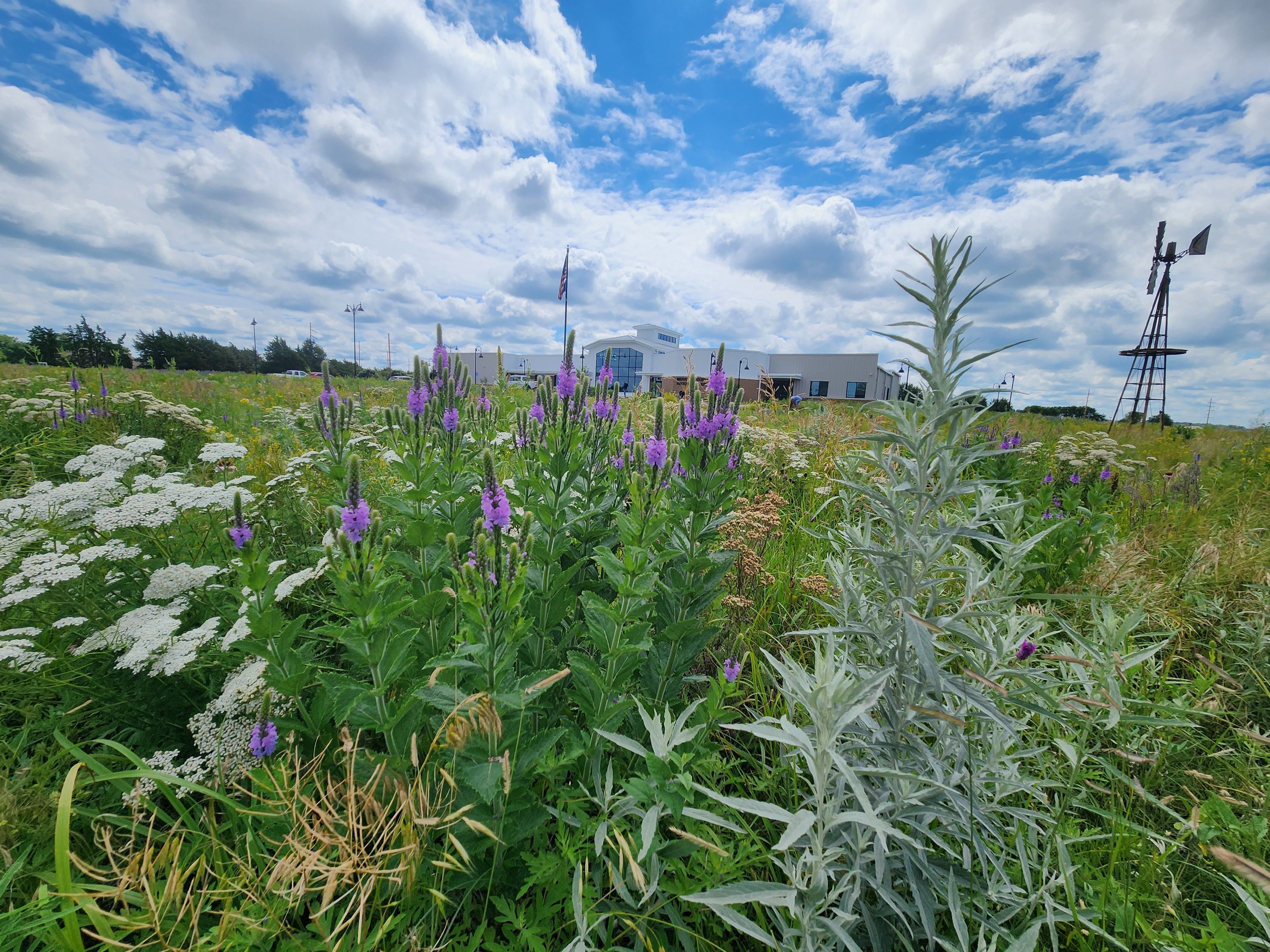 From Homestead to Habitat in Central City