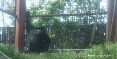 Learn About Chimpanzees in Captivity