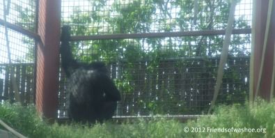 chimpanzees in captivity