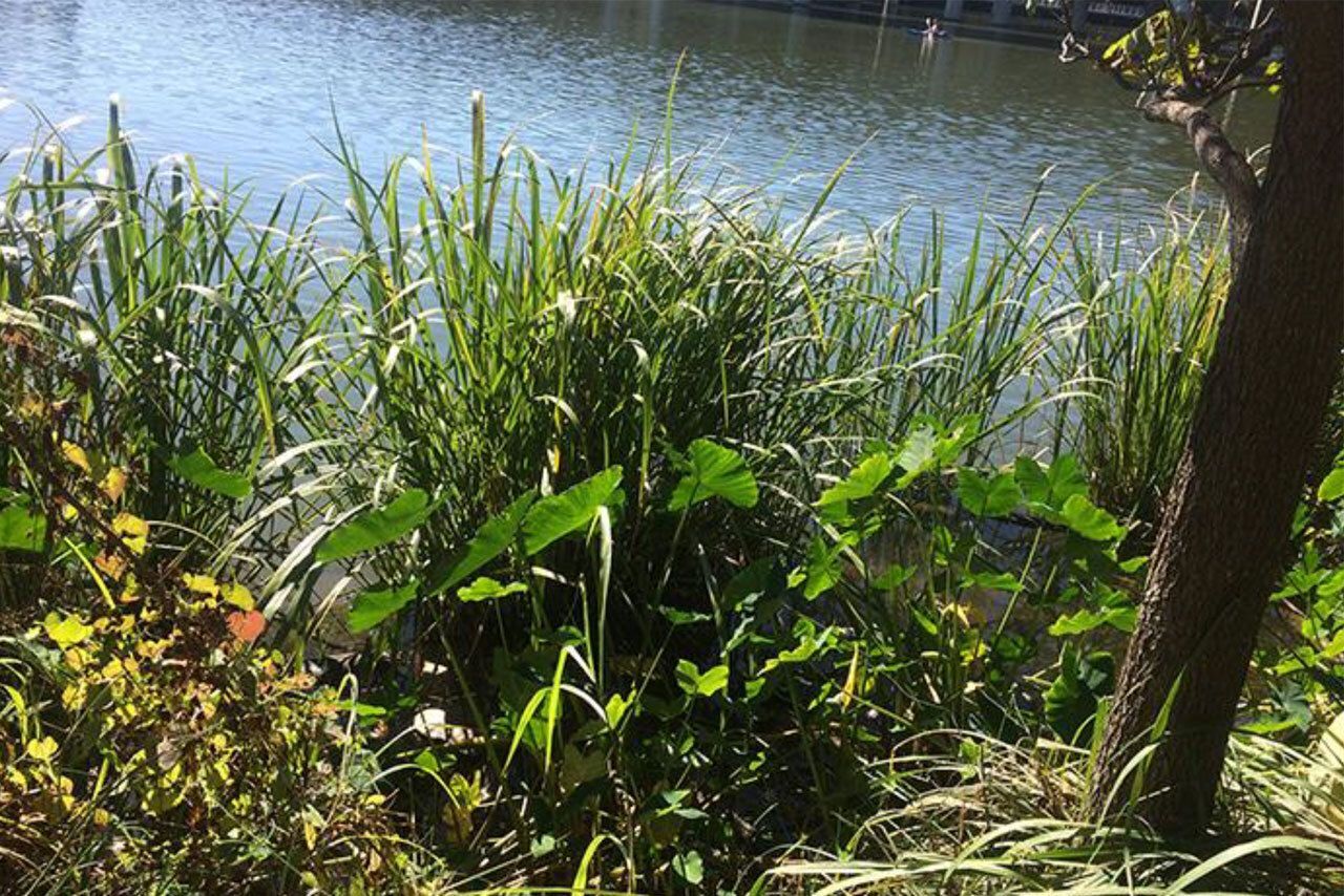 Plant next to body of water