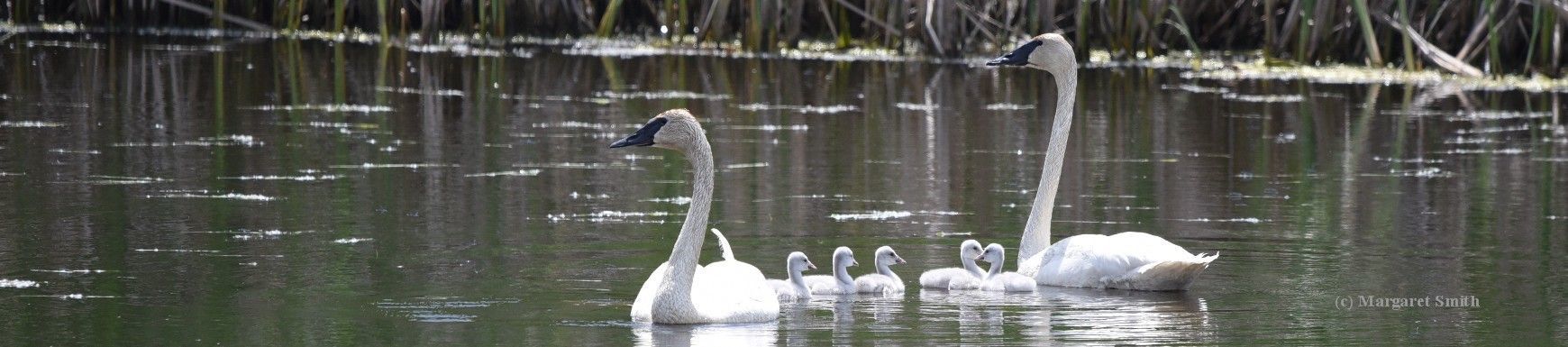 Gifts in your will to TTSS will make sure future generations will know and see the beauty of Trumpeter Swans