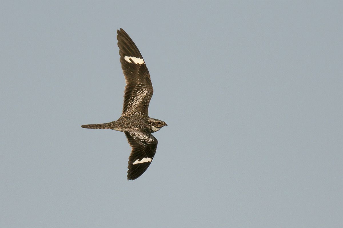 Common Nighthawk