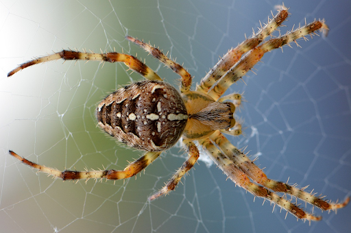 Spring Tale Spiders Spider Facts | Discover the Secret Lives of Nature’s Weavers