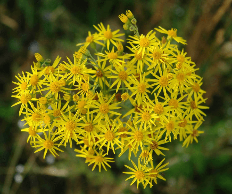 Tansy Ragwort