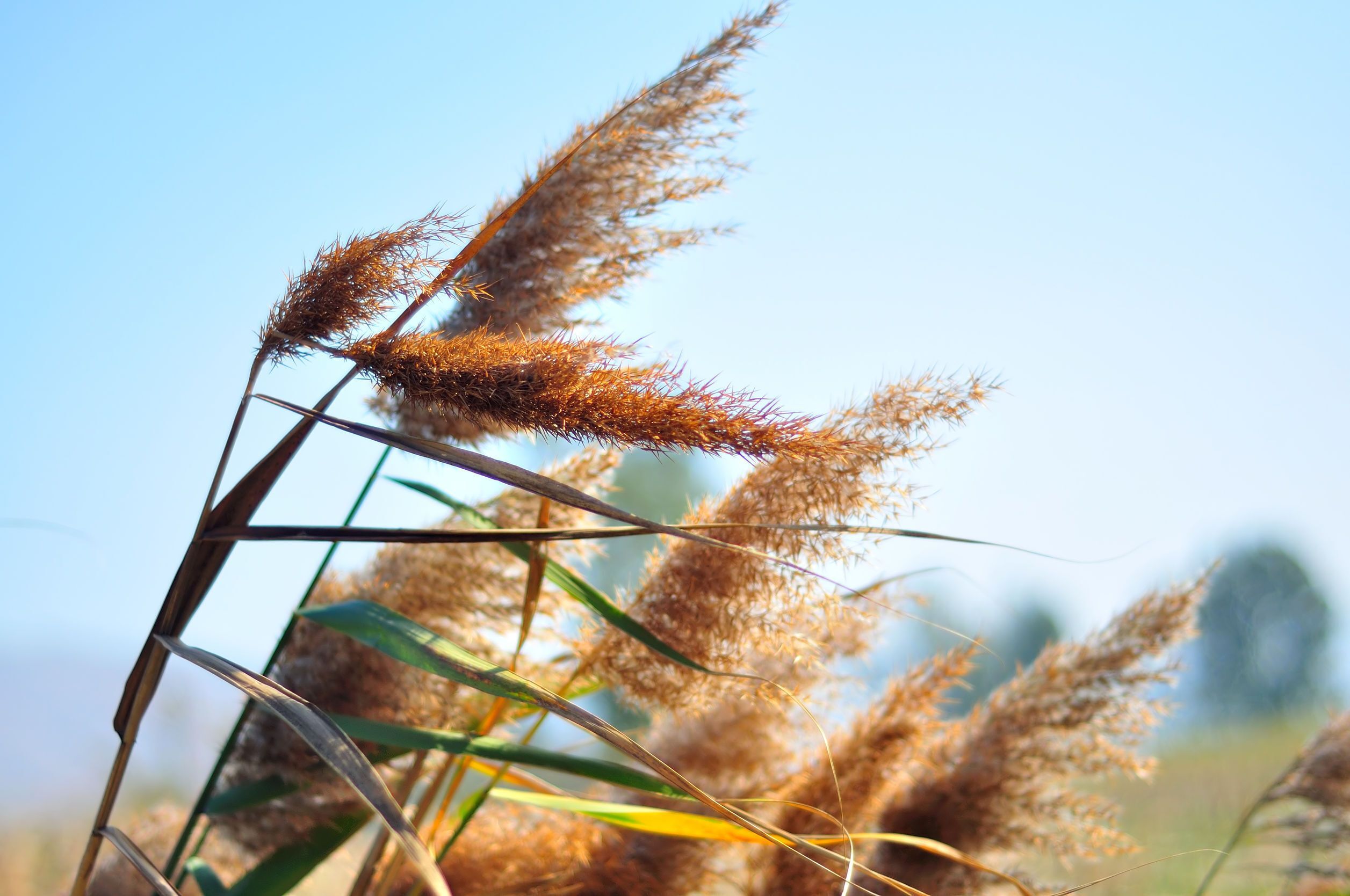 Common Reed