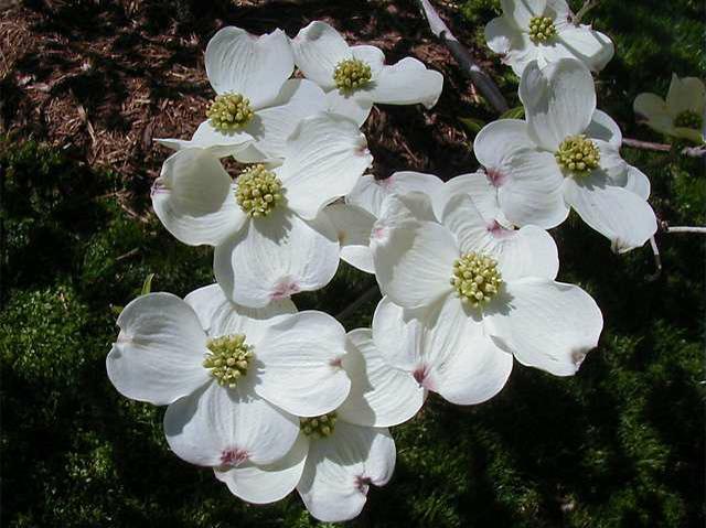 White Flowering Dogwood - Pack of 5 Seedlings (12"-18")