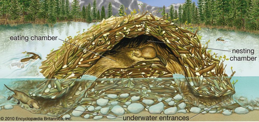 Image of a beaver dam showing the different rooms where they eat, sleep and store their food