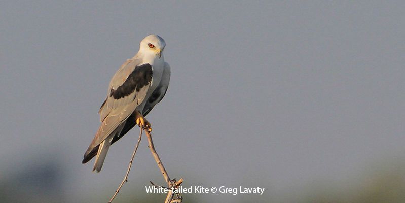 White-tailed Kite