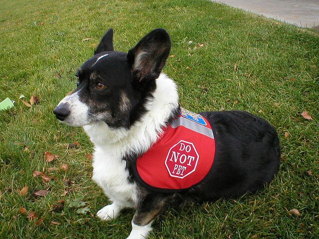 Understanding Service Dog Laws