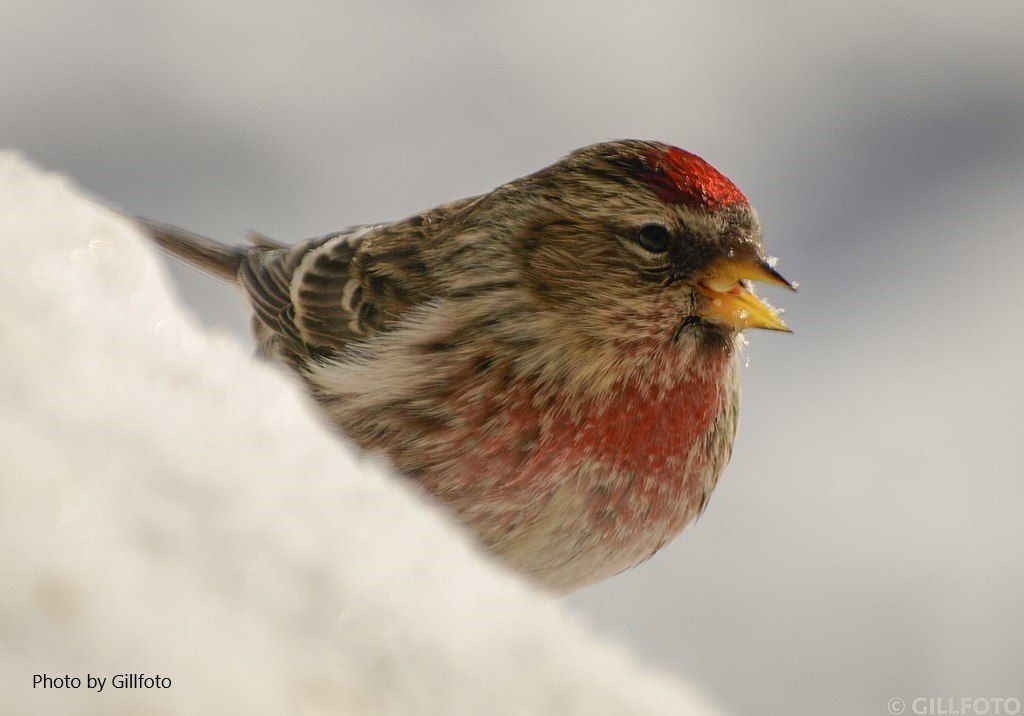 Common Redpoll