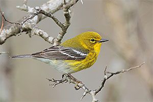 Pine Warbler | Bird Gallery | Houston Audubon