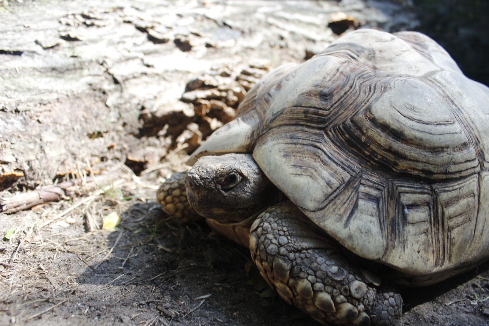 Leopard Tortoise