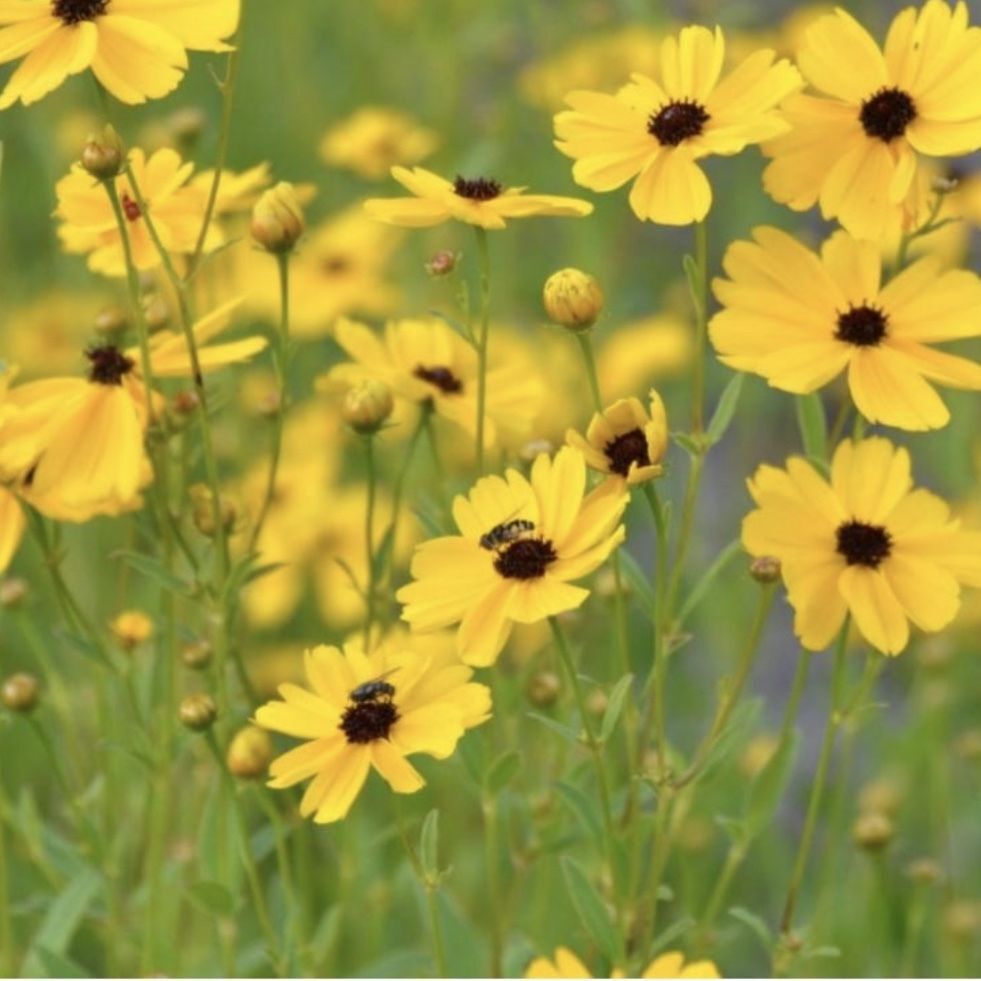 Coreopsis Palustris – “Summer Sunshine”