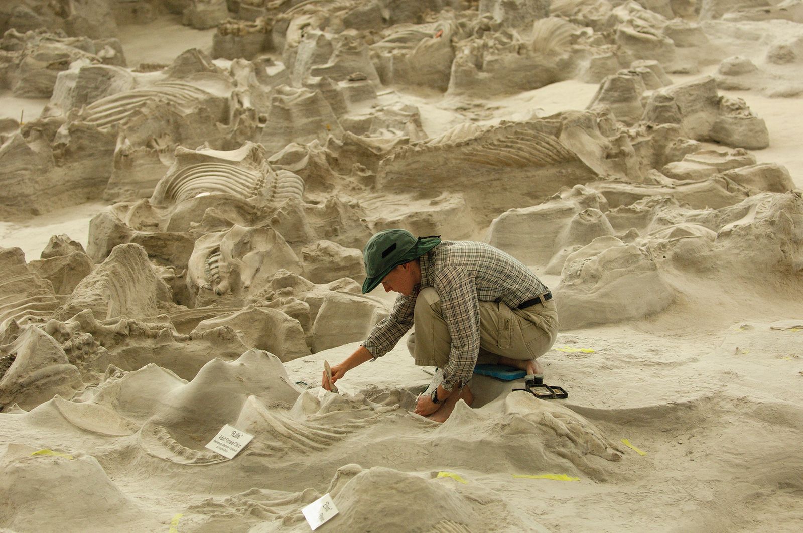 Ashfall Fossil Beds : Science & Culture | Vertebrate Paleontology ...