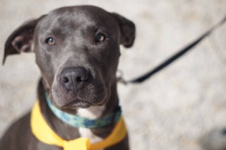 Zane - ADOPTED