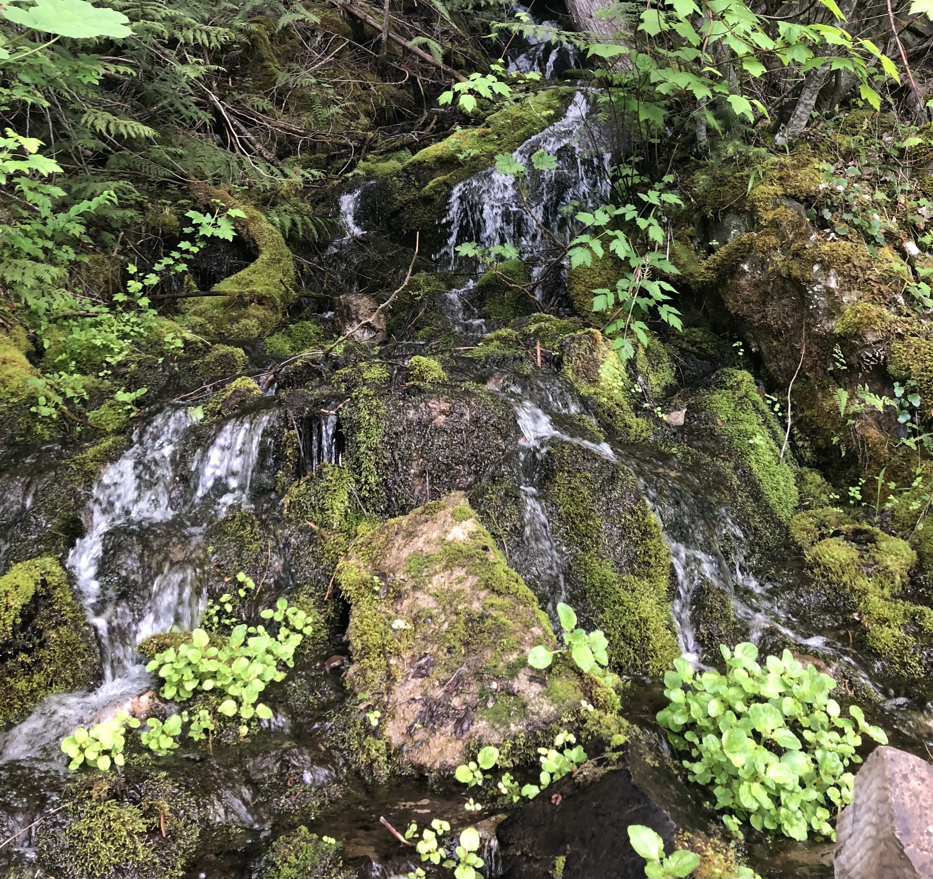 waterfall flowing over rocks covered in mosses and lichens with ferns to the side