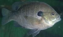 Blue Gill