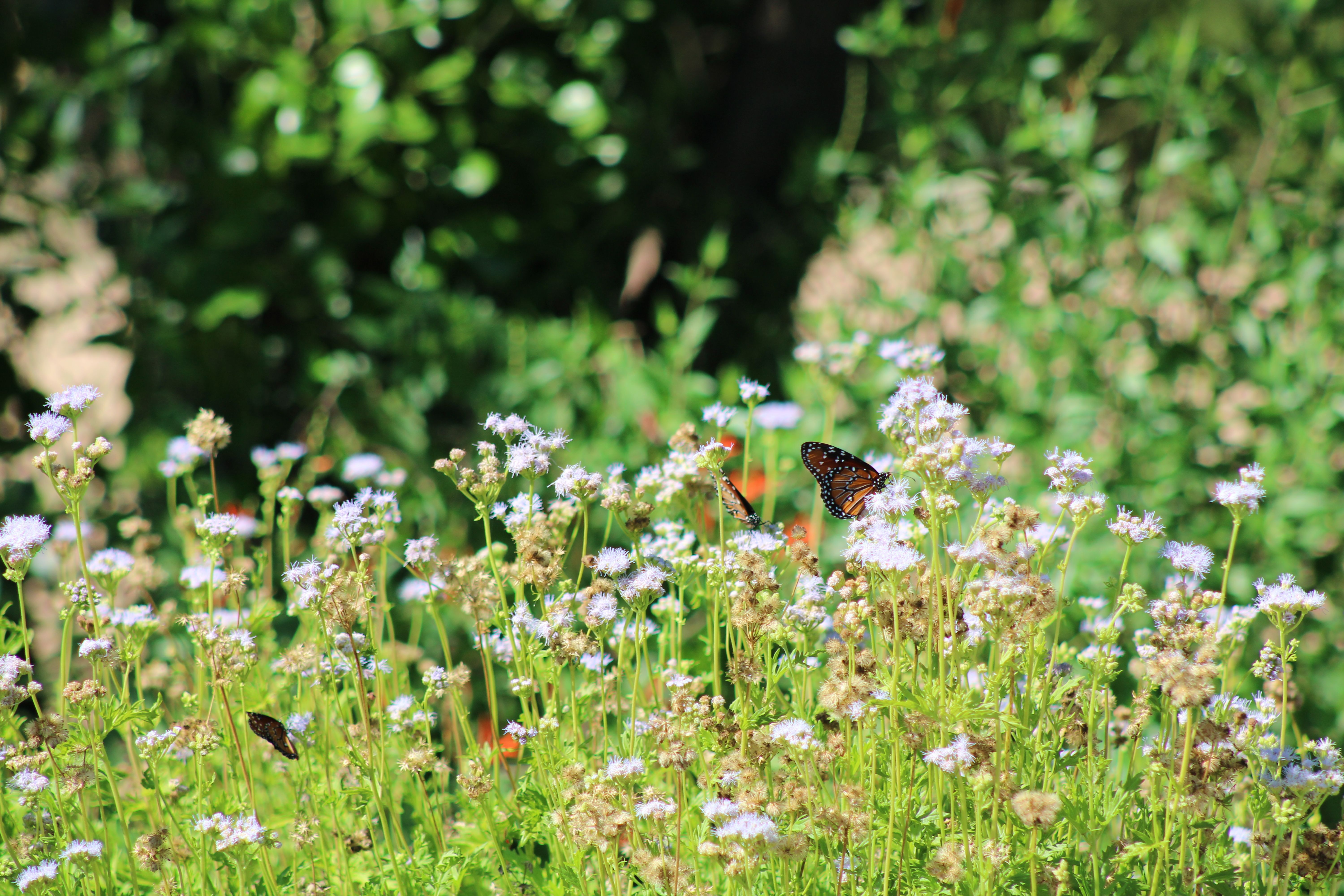 wildflower bunch, bloom search, kerrville plants, local native plants