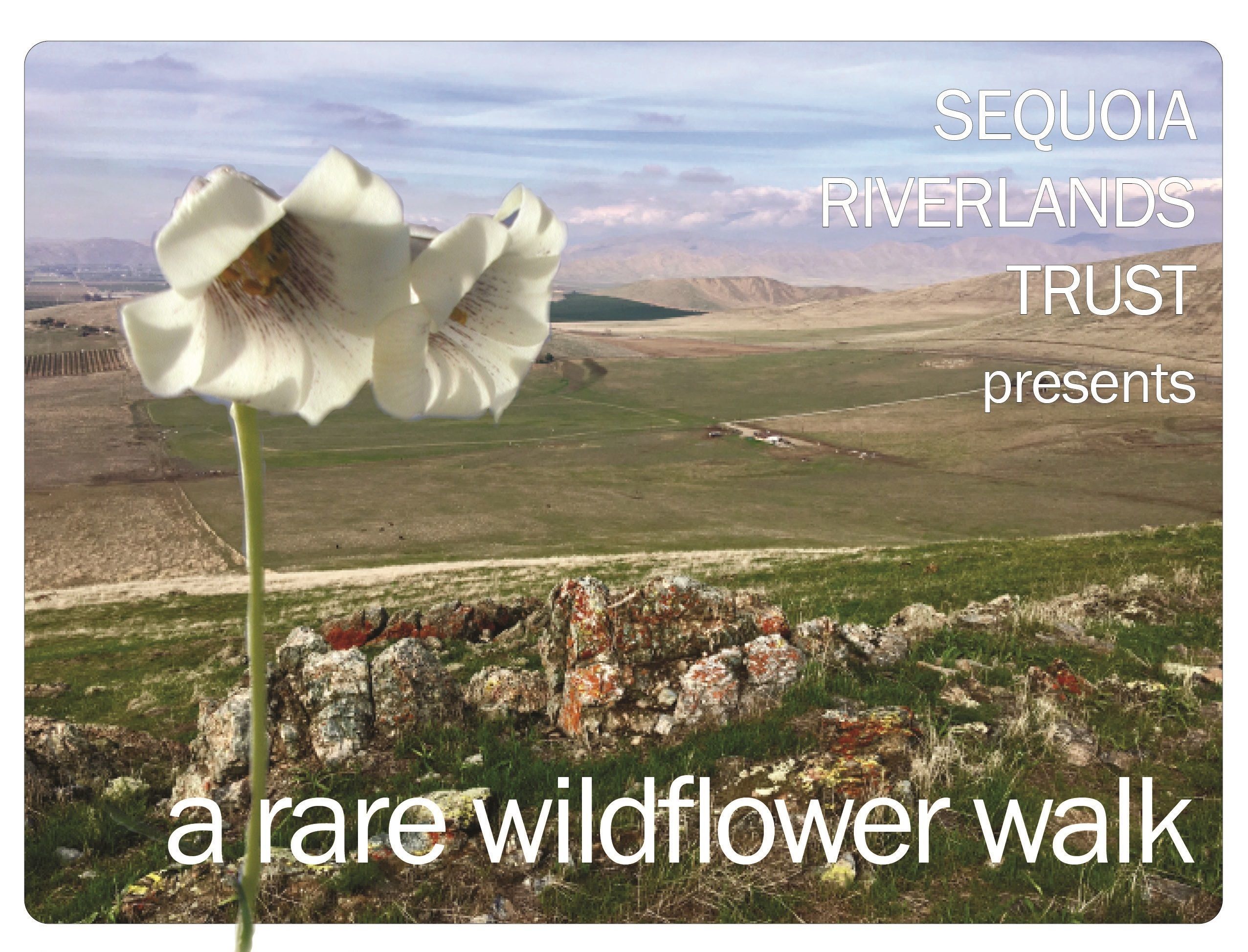 SRT Presents... a rare wildflower walk!