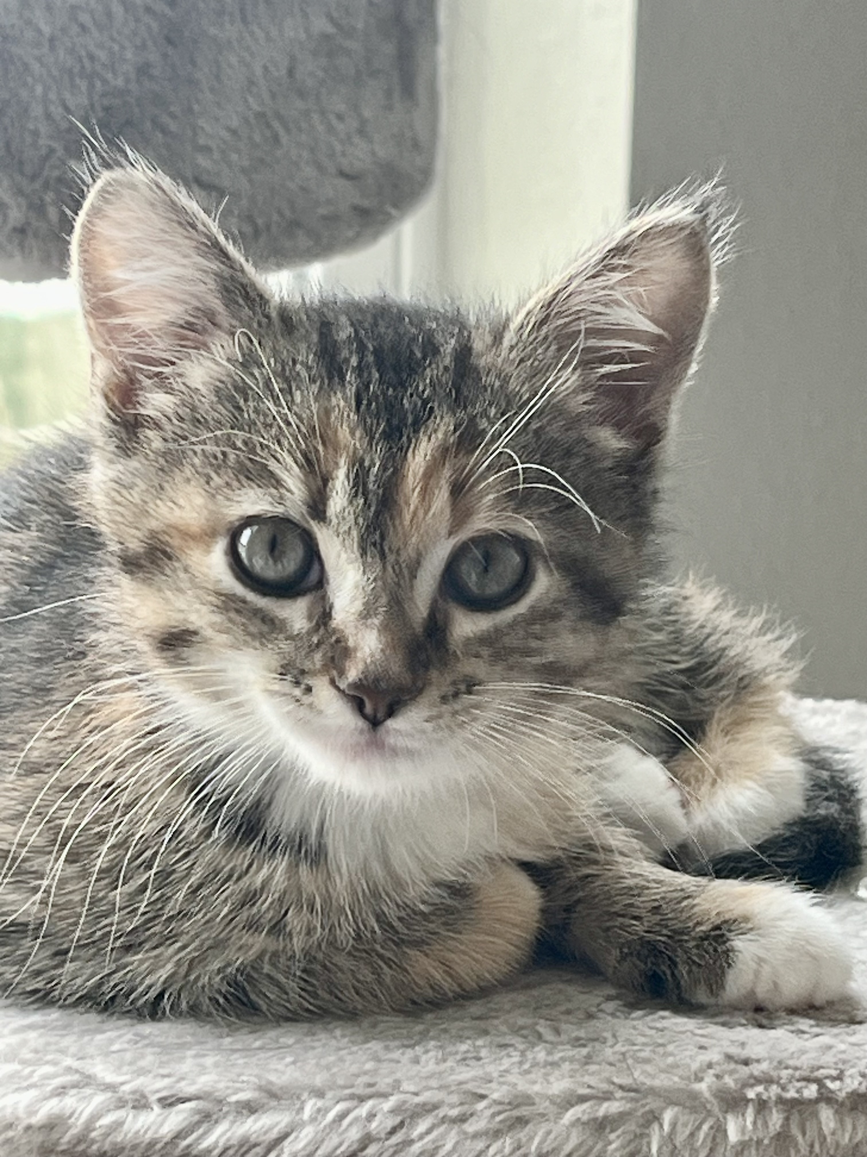 Riley - ADOPTION PENDING