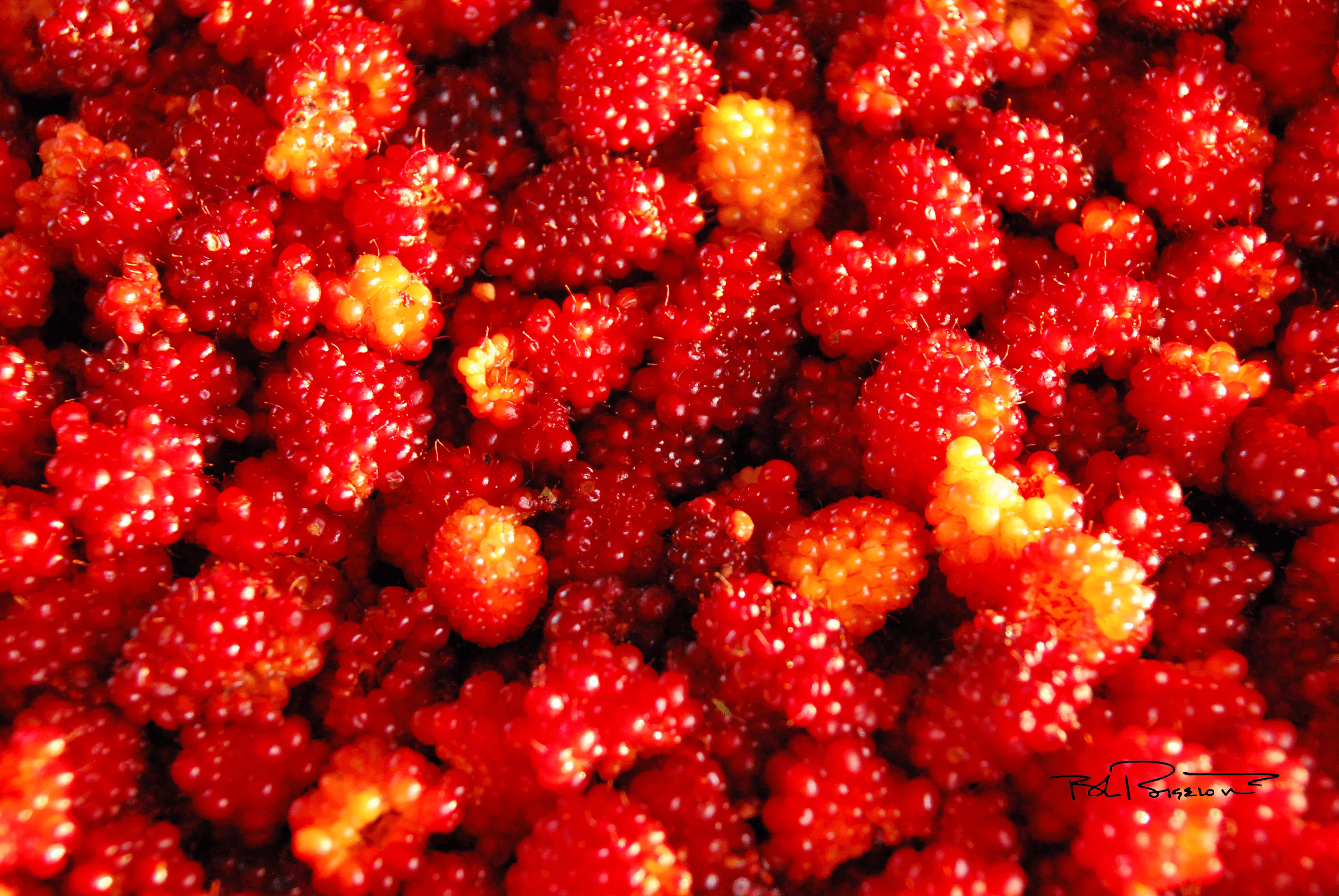 Salmonberries