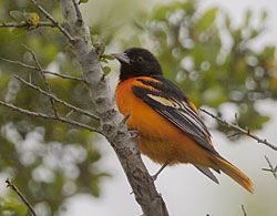 Baltimore Oriole