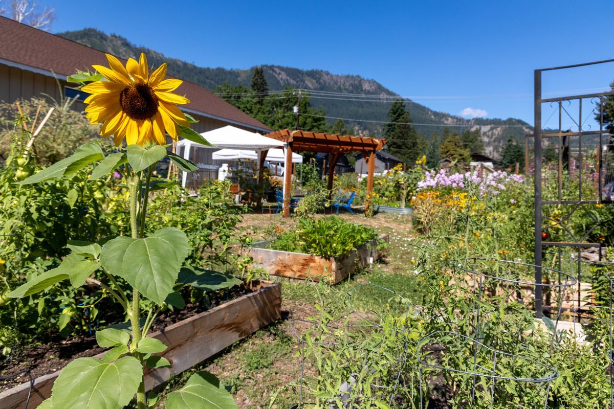 A tall sunflower with the Community Garden and mountain landscape in the background.