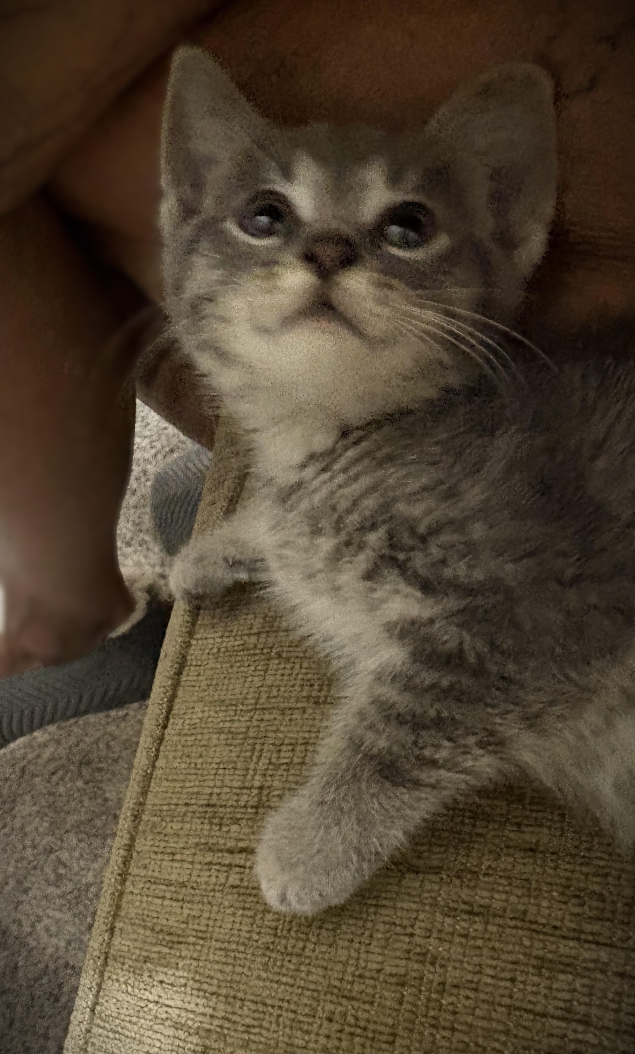 Pepper