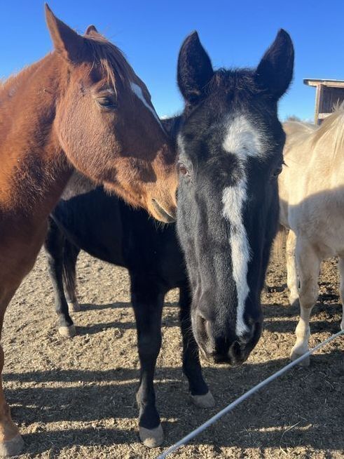 Photo of Onyx and Lefty.