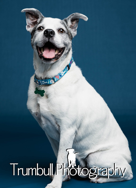 Gus - ADOPTED