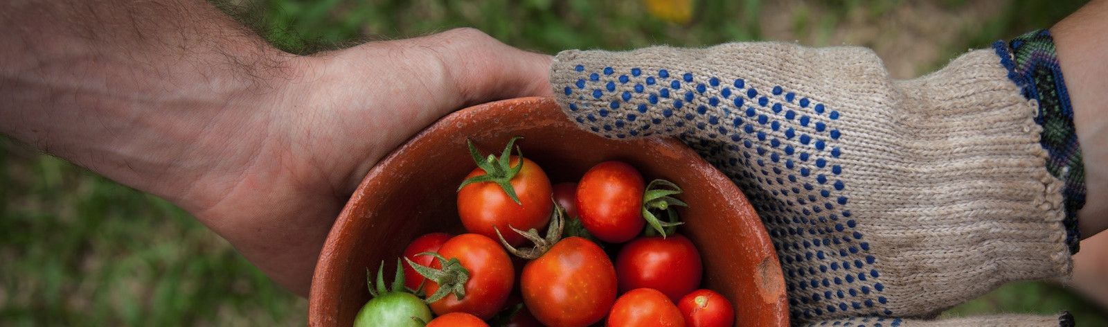 Aerial photo of two hands holding a small bowl of red and green cherry tomatoes. The hands belong to two different people. The left hand is bare and the right hand has a grey gardening glove with blue dots on it. The background is blurred green foliage.