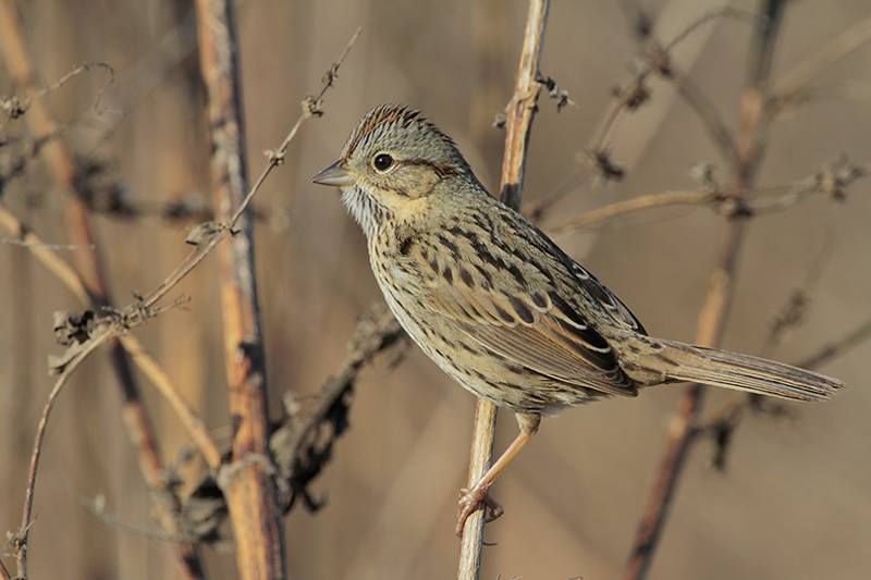 Lincoln’s Sparrow