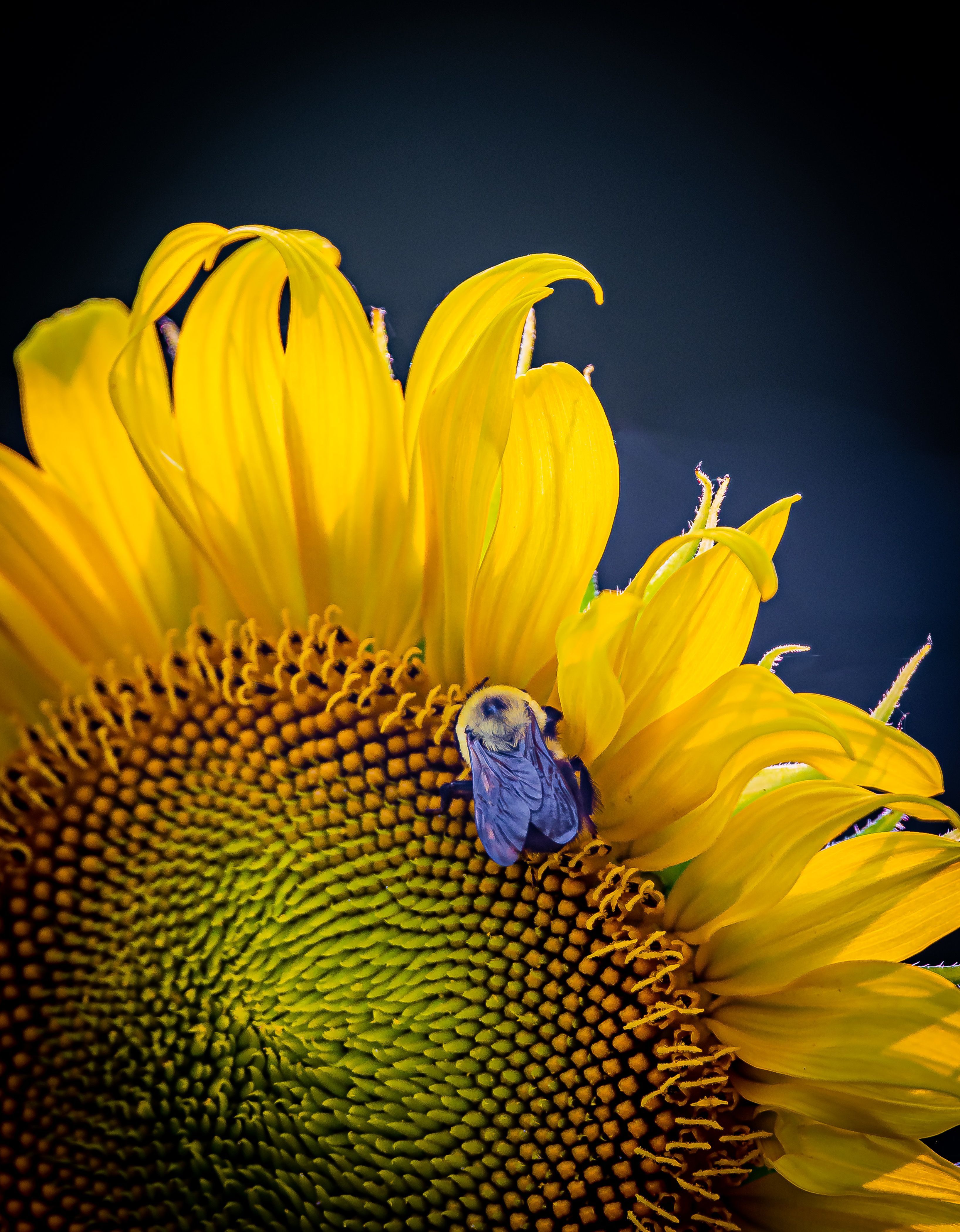 2nd Place "Sunny Bee" by Brett Jaloszynski
