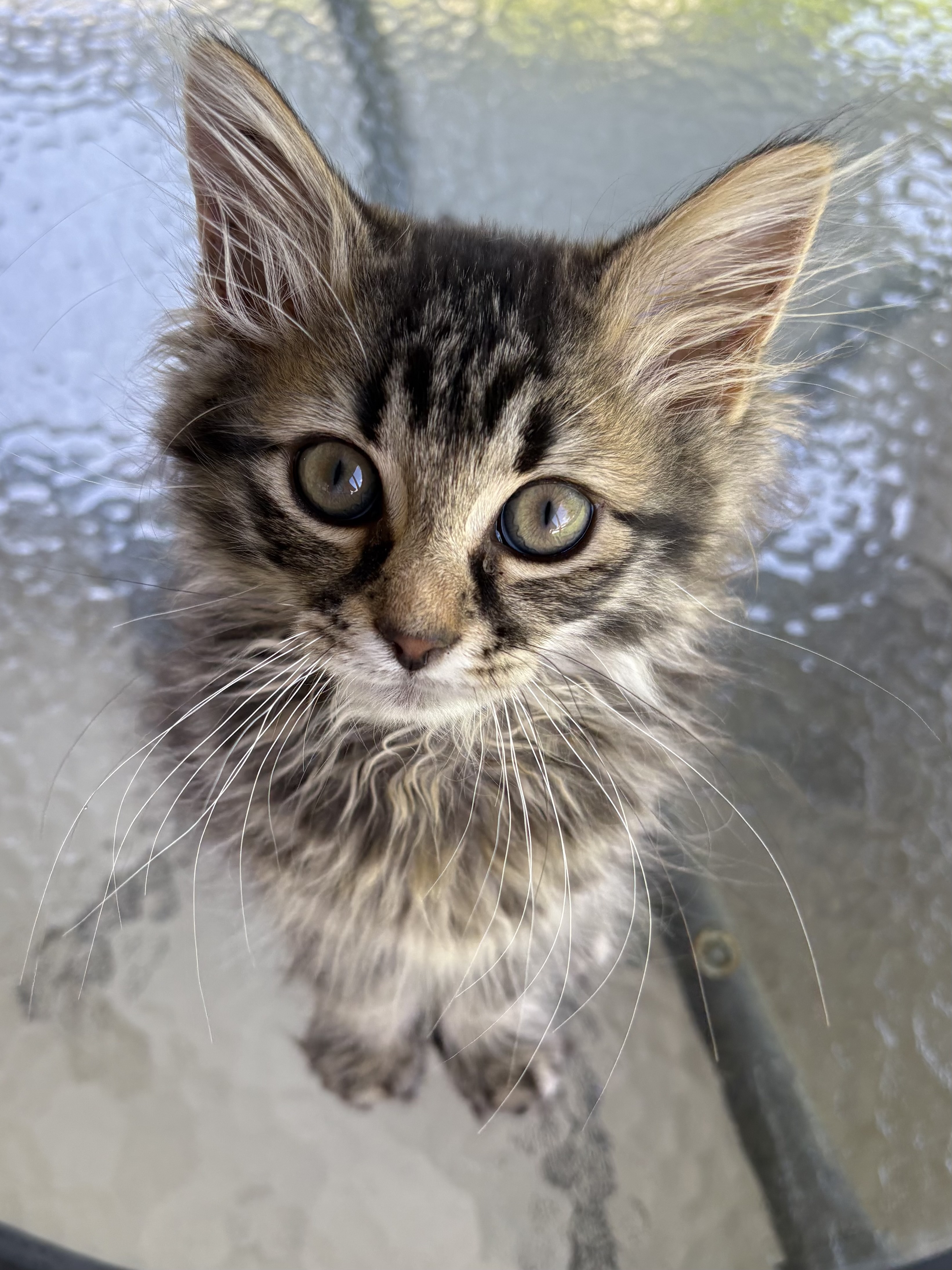 Oliver - Adoption Pending