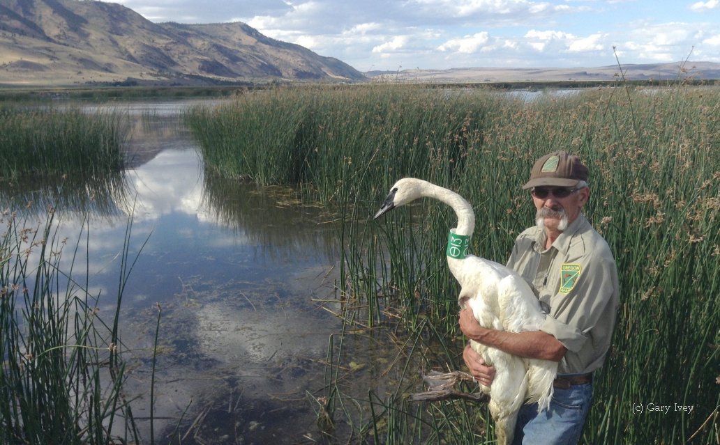 The Oregon Restoration Project, a parternship between TTSS, Oregon Department of Fish and Wildlife, and the US Fish and Wildlife Service is restoring Oregon's natural heritage. You can choose to support the Oregon Restoration Project in a "Pick a Project"