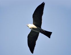 white moroh mississippi kite