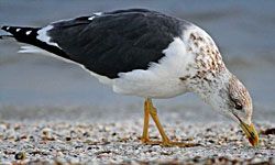 Lesser Black-backed Gull