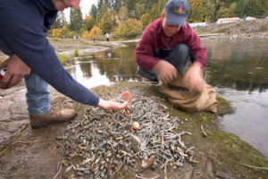 Lead tackle kills waterfowl. Switch to non lead fishing tackle