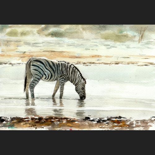 Zebra in Light