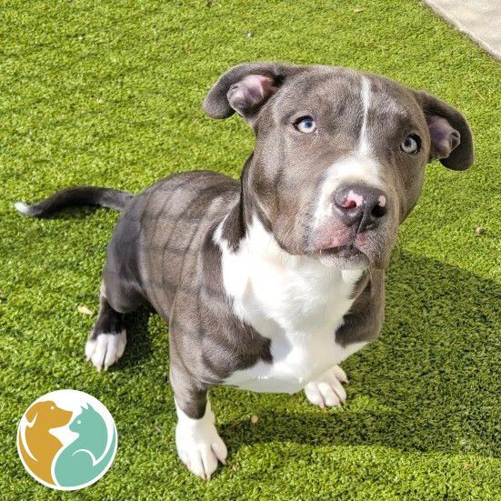 Dogs & Puppies : Adopt : Toledo Animal Rescue