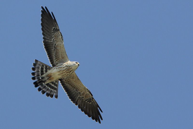 Mississippi Kite