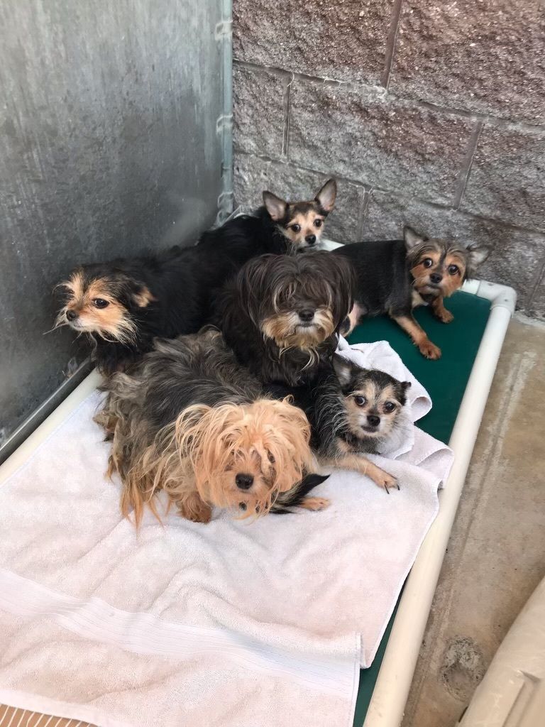 11 dogs and a cat rescued from Passaic County apartment after owner passes away (CBS News)