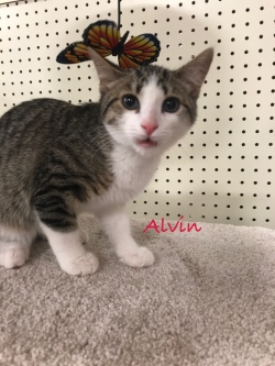 Alvin 12619