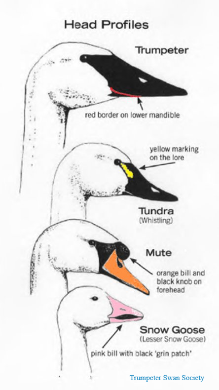 Learn to tell the difference between swans and geese