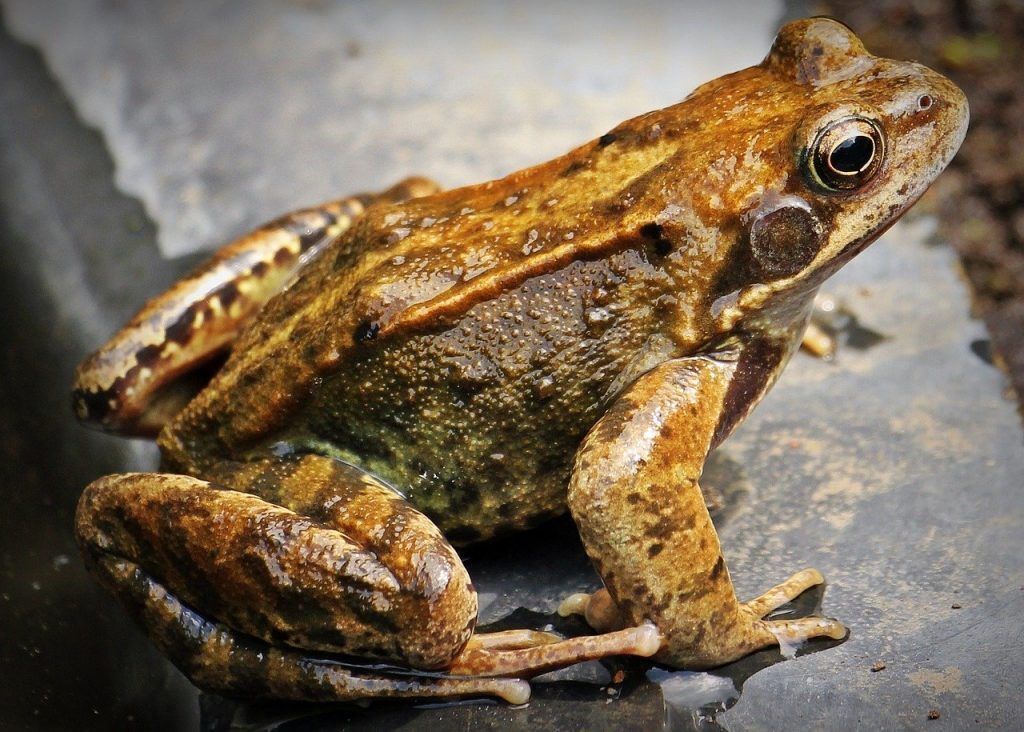 orange and brown frog