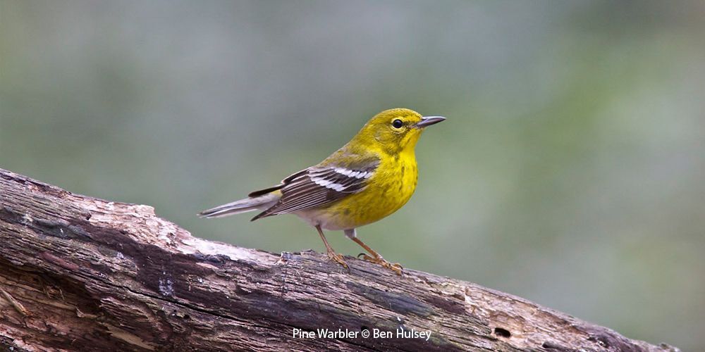 Pine Warbler