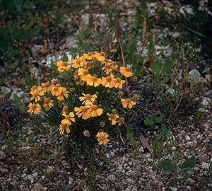 Yellow Bitterweed
