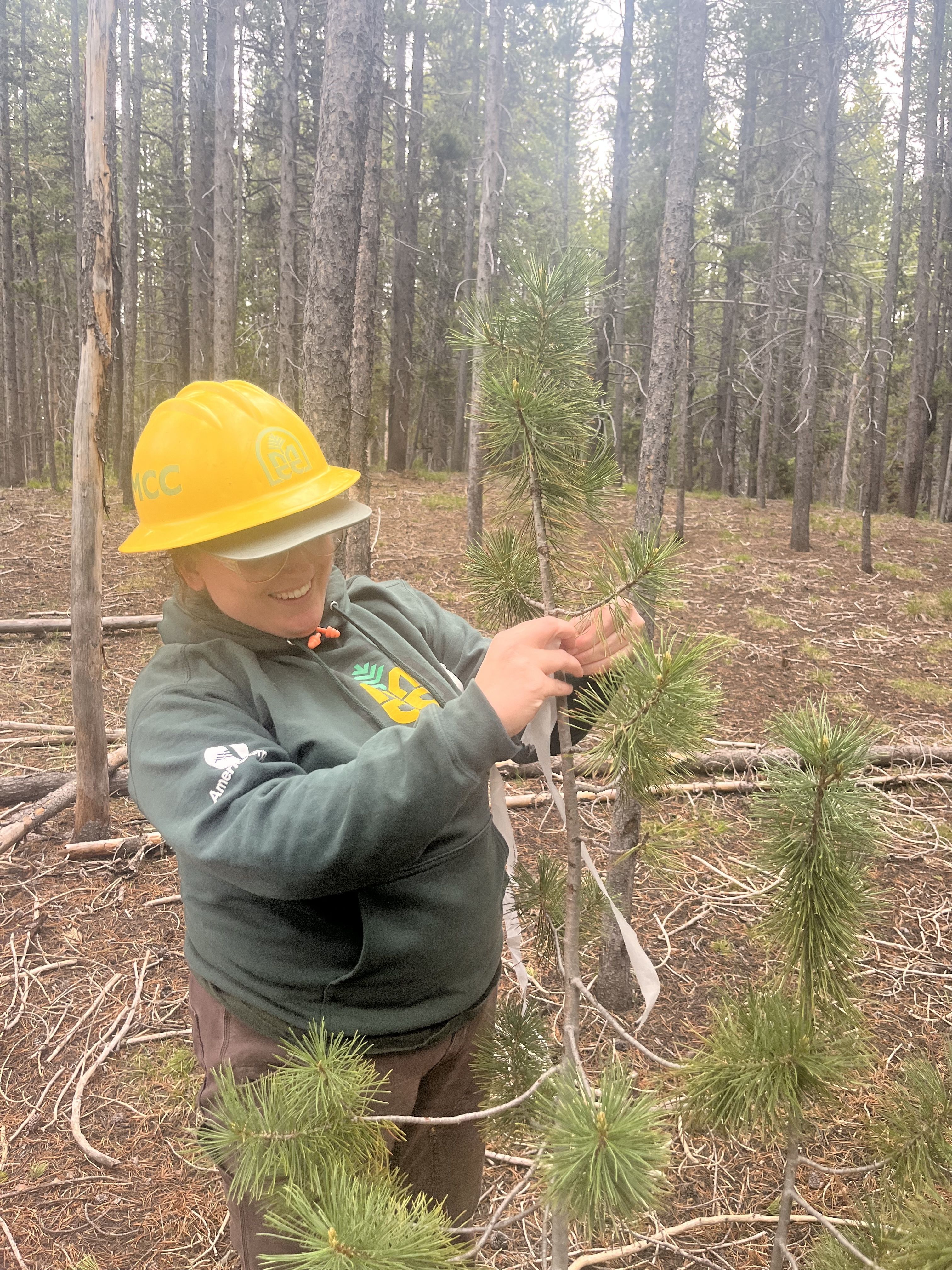 A crew member tags a baby white bark pine tree with tape to protect it from removal.